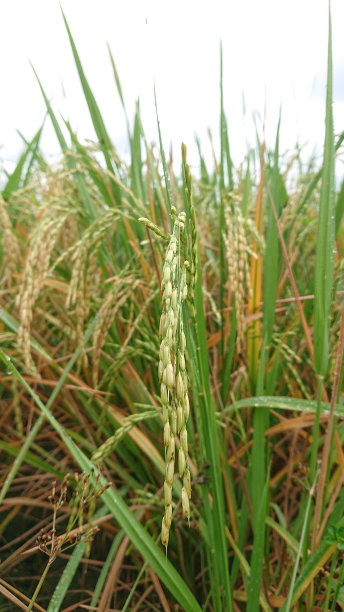 稻田的特写照片，金色的图片下载