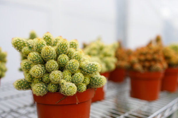 在花圃里架子上的花盆里种的仙人掌图片下载