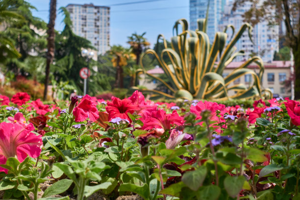 在高楼大厦、棕榈树、冷杉和蓝天的映衬下，城市花坛里的红花。图片下载