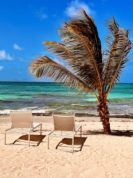 两把椅子和一棵棕榈树图片下载