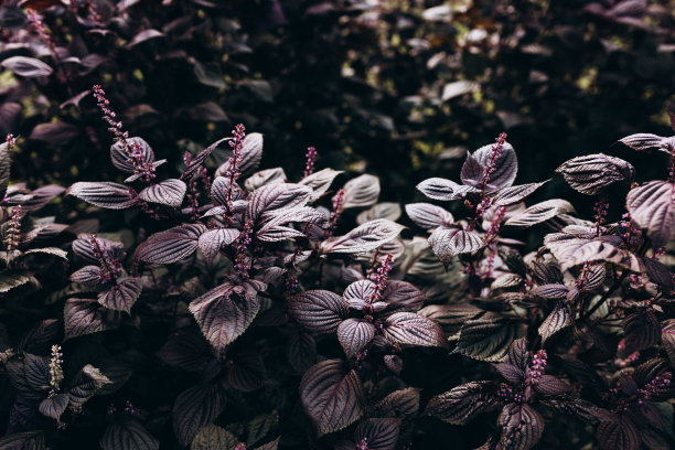 美丽的背景紫苏叶，特写紫苏叶。种植新鲜的草药。图片下载