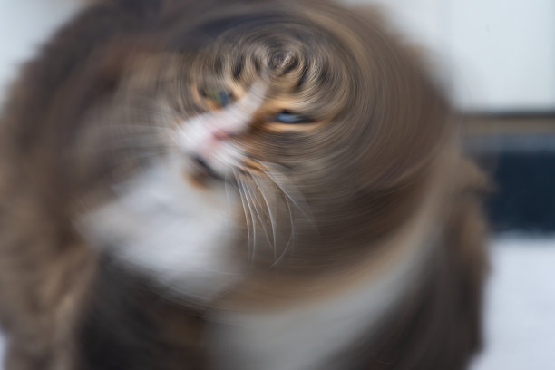 挪威森林猫摇着头的长曝光照片…图片下载