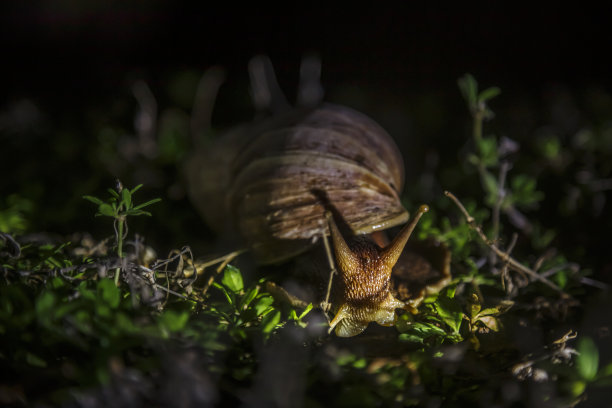 南非克鲁格国家公园里的巨型非洲蜗牛图片下载