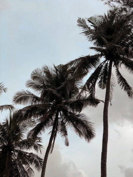 椰子树图片下载