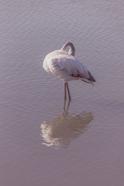 一只年轻的火烈鸟把头埋在羽毛里，倒映在浅滩上的垂直照片图片下载
