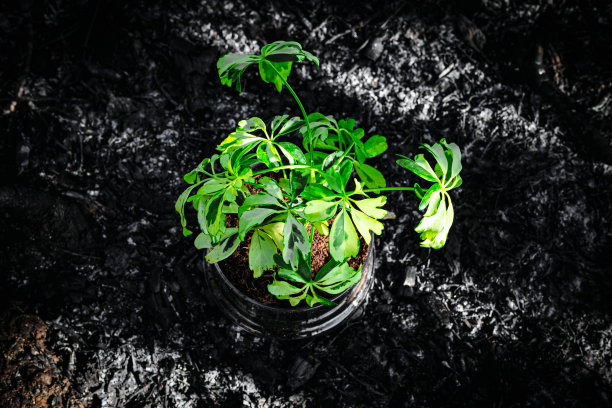 植于玻璃烧瓶中图片下载