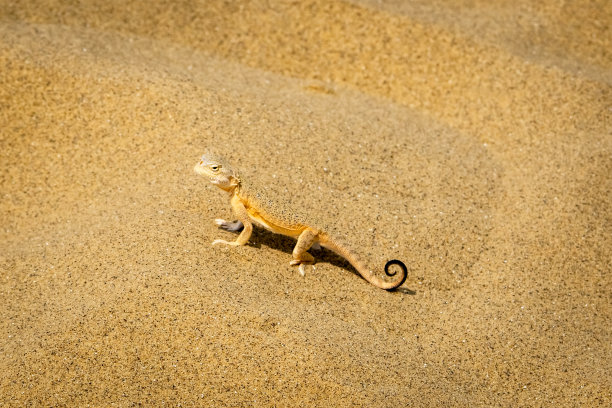 Phrynocephalus图片下载