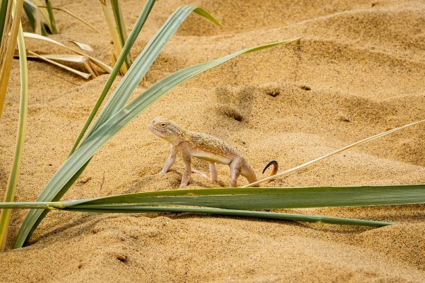 Phrynocephalus图片下载