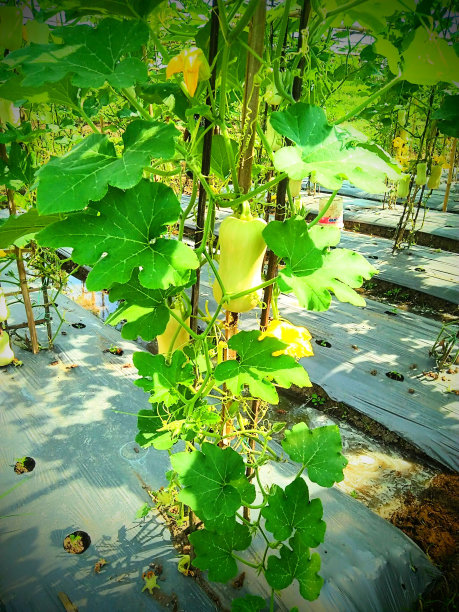 农场的房子图片下载