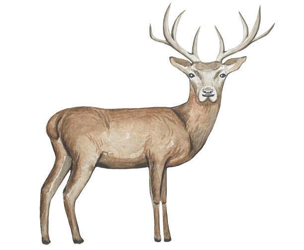 手绘鹿插图。水彩图片下载