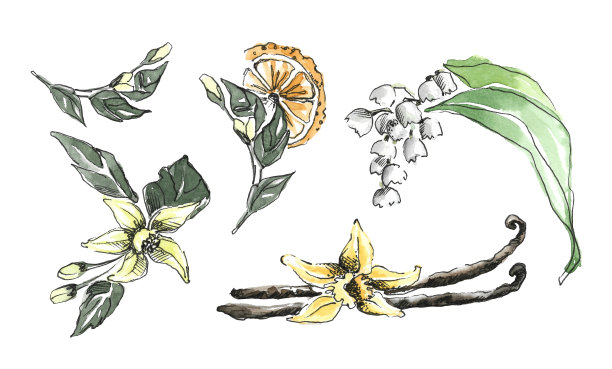 开花植物的一组枝条，有花蕾和花朵。图片下载