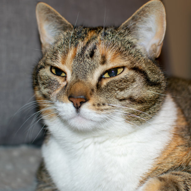 打呼噜的家猫棕色眯着的眼睛图片下载