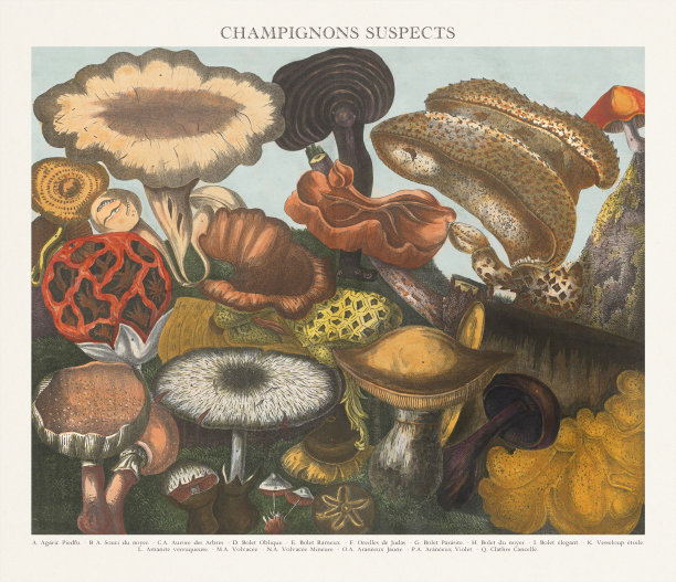 古董蘑菇植物插图图片下载