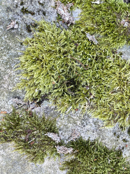 石头上的苔藓和地衣图片下载