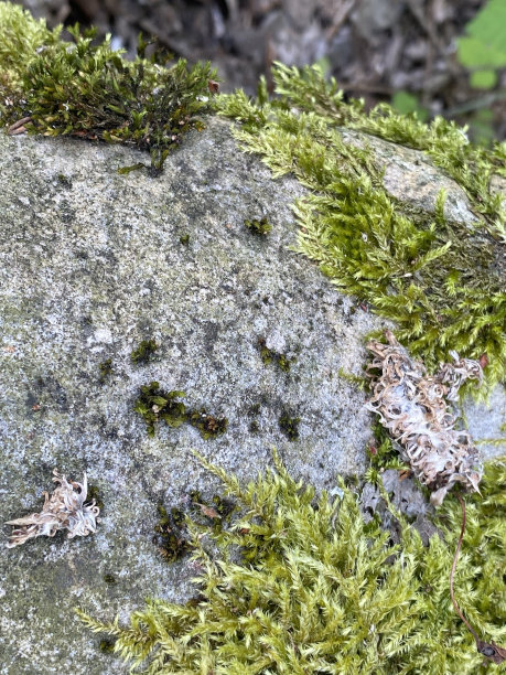 石头上的苔藓和地衣图片下载