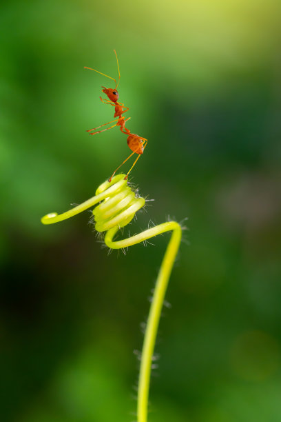 一只红蚂蚁(火蚁，火蚁)站在植物顶部。绿色模糊背景上的惊人的强大蚂蚁。图片下载