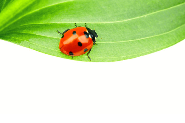 叶子上的瓢虫图片下载