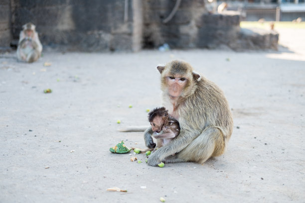 在泰国中部的武里省，猴子妈妈和猴子儿子图片下载
