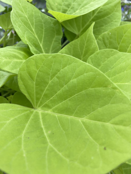 绿色的甘薯藤叶近看图片下载