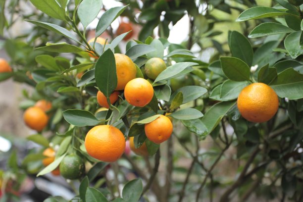 矮小树或金桔上的桔果和叶子图片下载