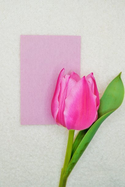 一个漂亮的淡紫色日本纸标题框架与粉红色的郁金香花织物白色背景的模型。图片下载