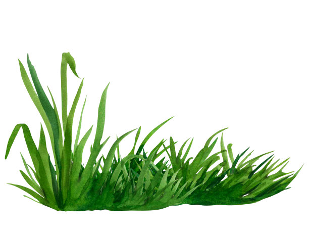 水彩画手绘插图清新的绿草孤立在一个白色的背景。夏季以草木元素为设计元素，自然景观。春天的草。有机，生物，生态标签和形状图片下载