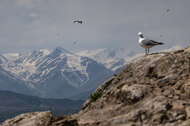 海鸥在山顶岩石上等待照片背景图片下载