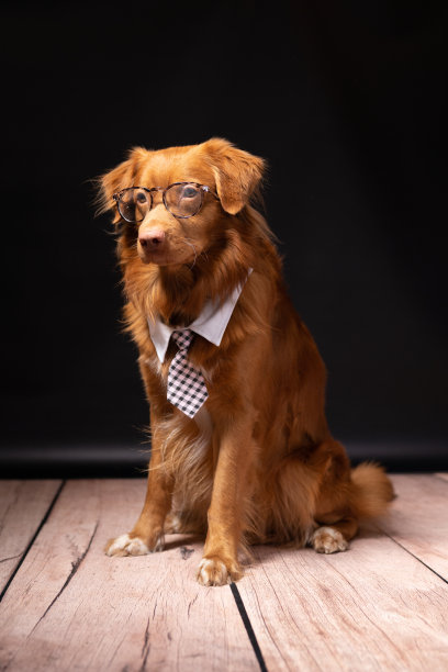黑色背景上一只戴着眼镜打着领带的狗的肖像。这只狗正在摆姿势拍照。图片下载