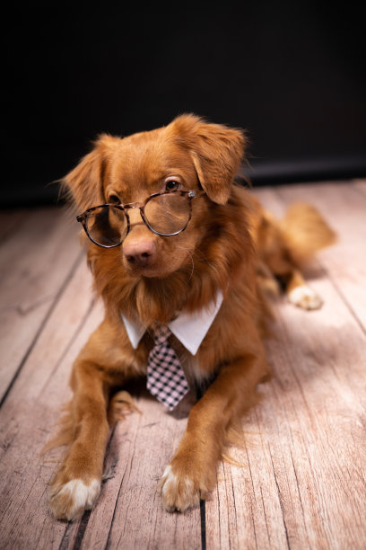 黑色背景上一只戴着眼镜打着领带的狗的肖像。这只狗正在摆姿势拍照。图片下载