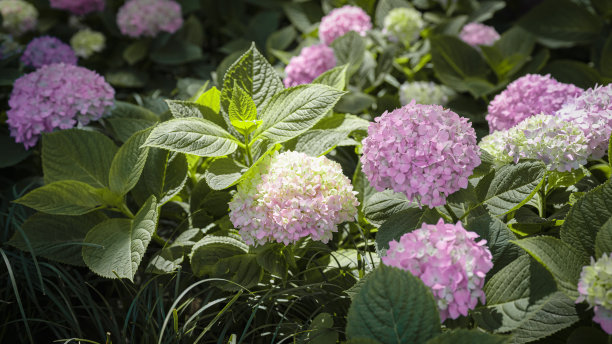 绣球花图片下载