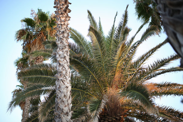 夏天的背景。低角度的热带棕榈树在清澈的蓝天库存照片图片下载