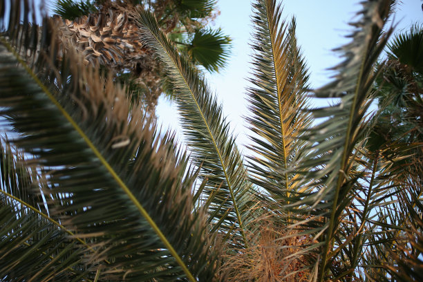 夏天的背景。低角度的热带棕榈树在清澈的蓝天库存照片图片下载