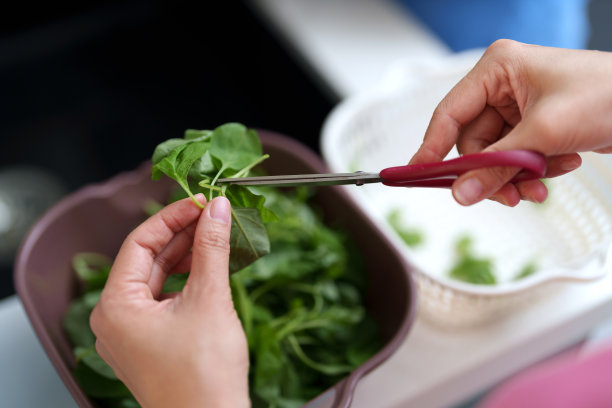 一个女人在准备食物时用剪刀剪菠菜的特写镜头。图片下载