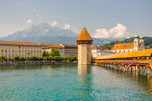 紫花苜蓿。瑞士图片下载