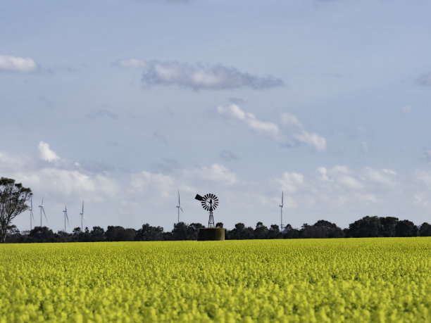 油菜田和风电场图片下载