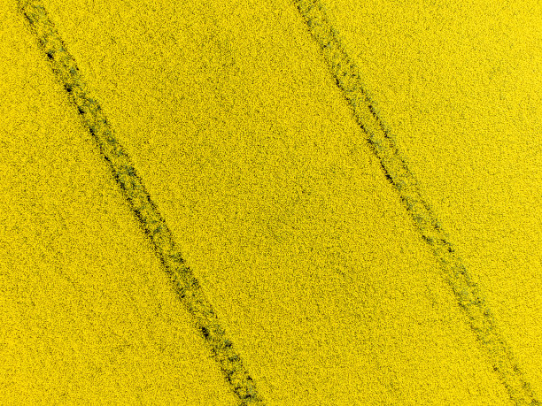 黄色油菜籽地里的线条图片下载
