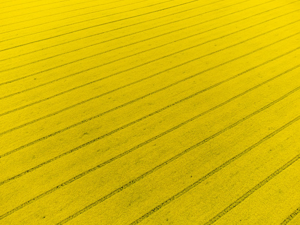 鸟瞰一望无际的黄花油菜籽地里的线条图片下载