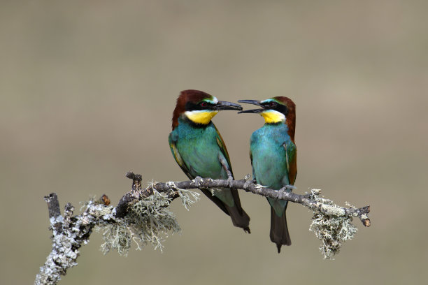 雄性向食蜂鸟求爱，向雌性提供一只昆虫图片下载