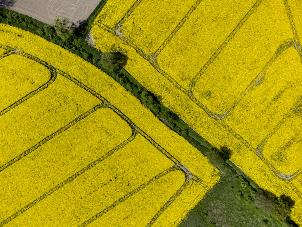 波兰黄色油菜农场的鸟瞰图图片下载