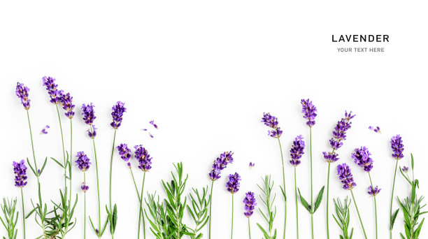 薰衣草花和叶子的创意框架和边界孤立的白色背景图片下载