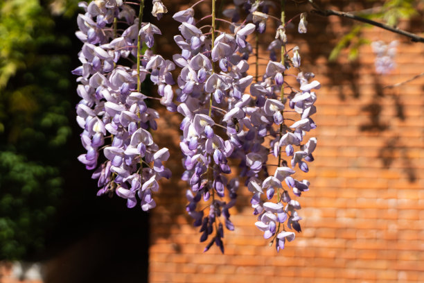 紫藤盛开图片下载