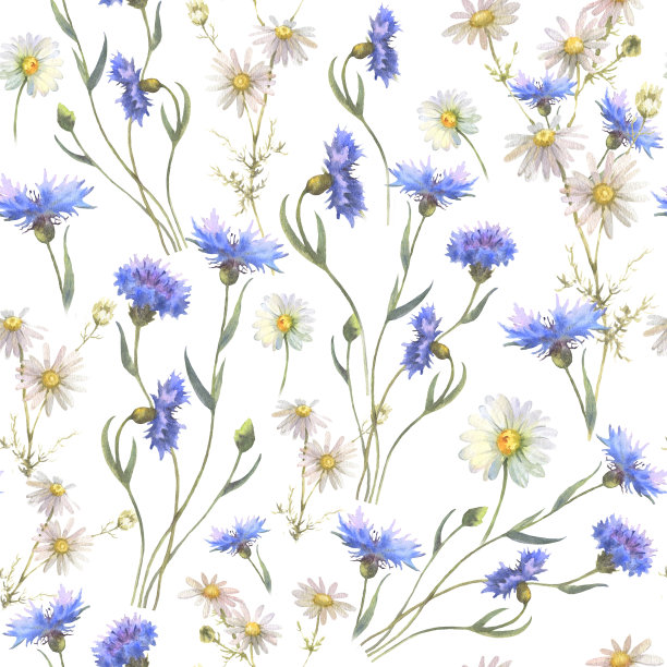 水彩无缝图案与蓝色的田野花，矢车菊，洋甘菊，并忘记我不，由水彩画，手绘花卉插图，孤立在白色的背景图片下载
