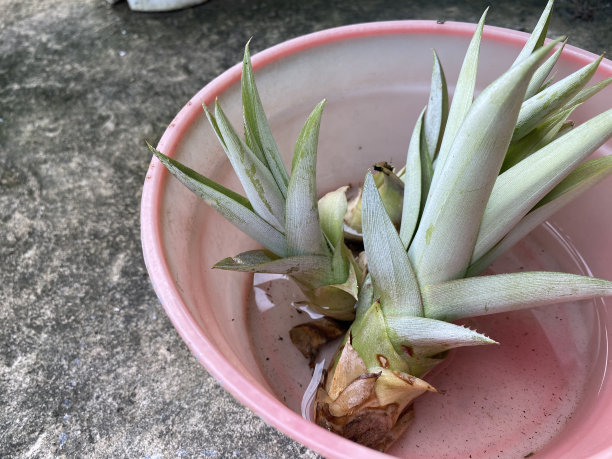 菠萝的嫩枝，叶子，正上方，图片下载