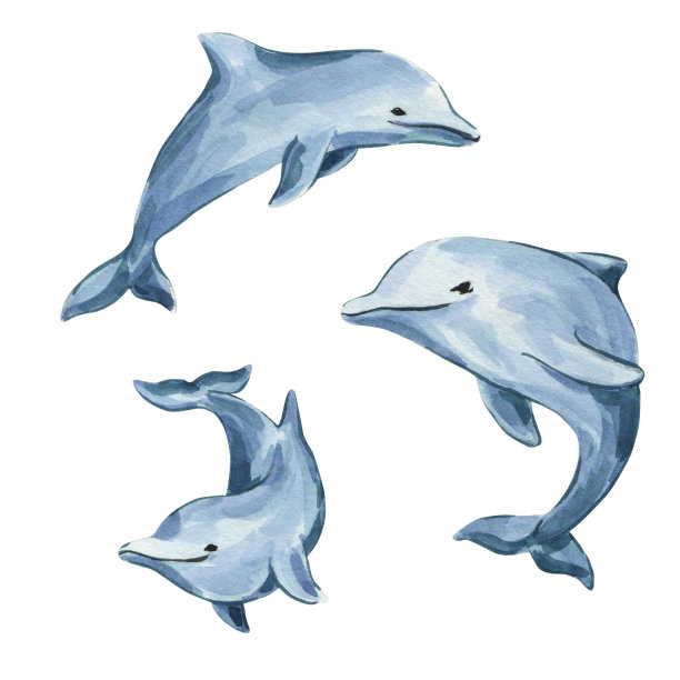蓝色海豚水彩插图。白色背景上孤立的海豚。海居民图片下载