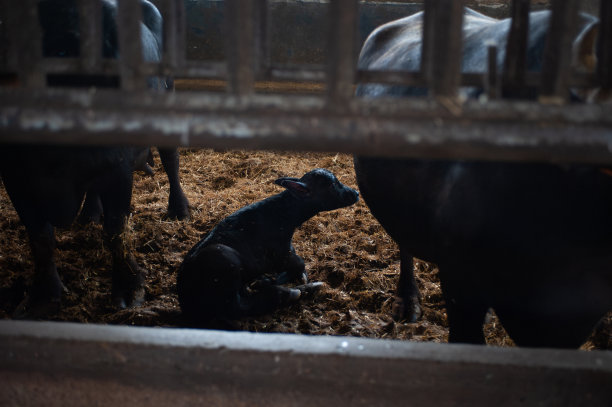 农场里，刚出生的意大利小水牛和奶牛妈妈在一起图片下载