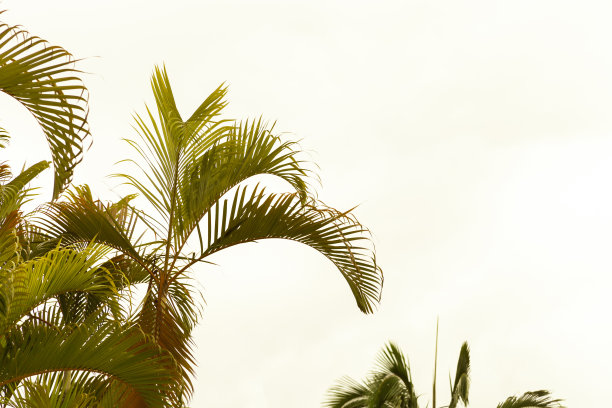 以天空为背景的椰子树。图片下载
