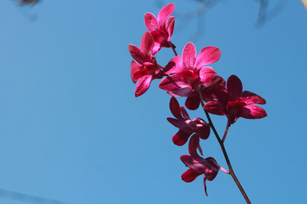 紫兰蝴蝶兰花图片下载