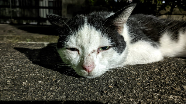 猫在路边沉思图片下载