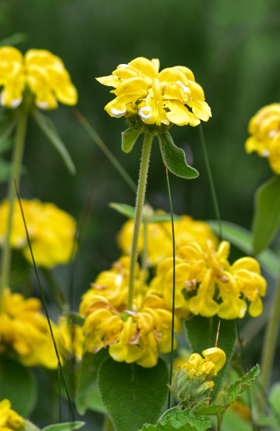 近距离微距照片，一个漂亮的黄色春天花慢慢开始枯萎和褪色图片下载