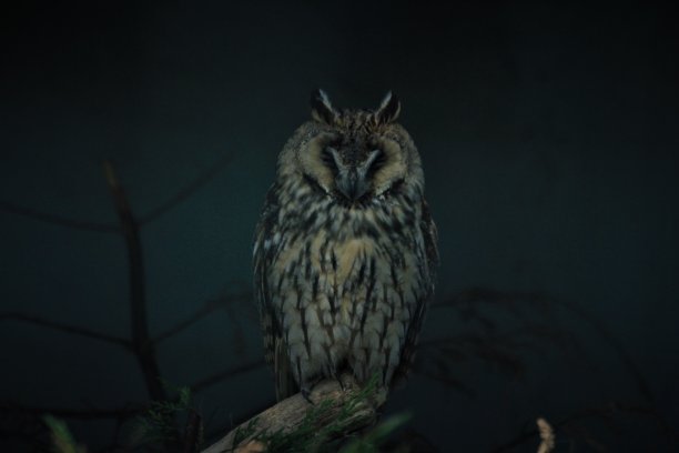 长耳猫头鹰图片下载